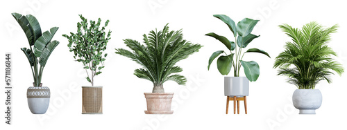 Plants in 3d rendering. Beautiful plant in 3d rendering isolated
