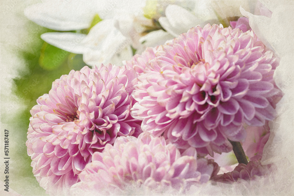 Digital watercolour painting of pink Chrysanthemum flowers in bloom. Digital watercolour painting of pink Chrysanthemum flowers in bloom.