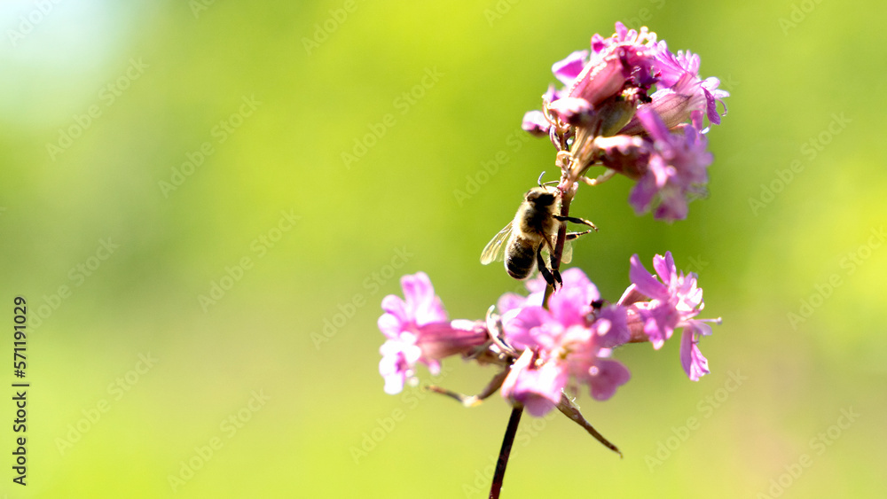 Bee and flower. Close up of a large striped bee collects honey on a yellow flower on a Sunny bright day. Macro horizontal photography. Summer and spring backgrounds Bee and flower. Close up of a large striped bee collects honey on a yellow flower on a Sunny bright day. Macro horizontal photography. Summer and spring backgrounds