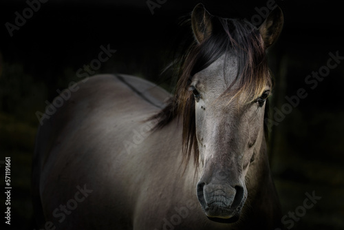 Murais de parede Portrait dark and moody of a wild Konik Horse
