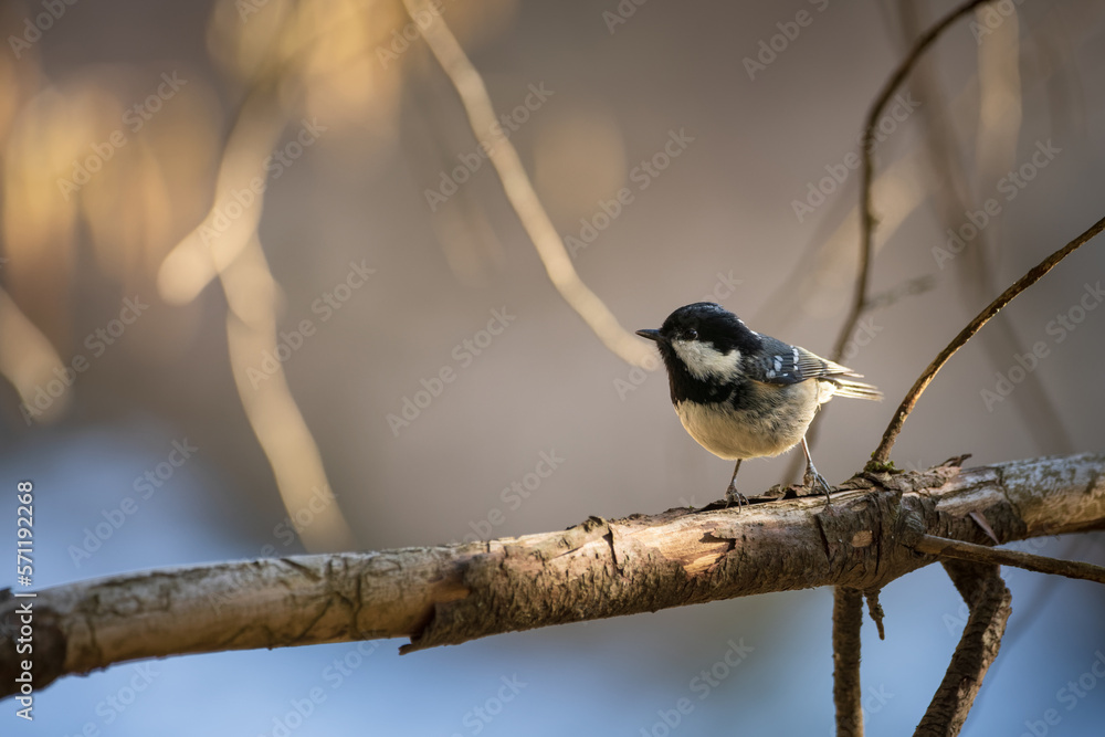 Fototapeta premium coat tit perched on a branch in forest