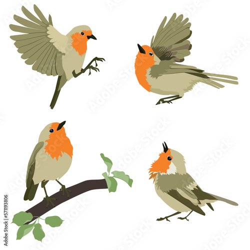 Collection of birds. Red-breasted robin on a white isolated background.
