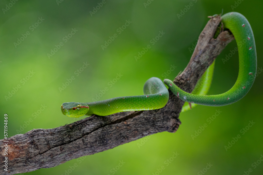 Naklejka premium A male wagler's temple pit viper Tropidolaemus wagleri hanging on a branch with defensive pose using bokeh background 