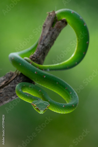 A male wagler's temple pit viper Tropidolaemus wagleri hanging on a branch with defensive pose using bokeh background 