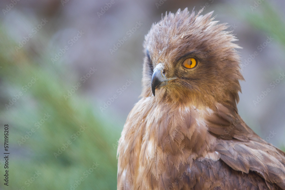 Obraz premium Eagle Close Up Portrait. High quality photo
