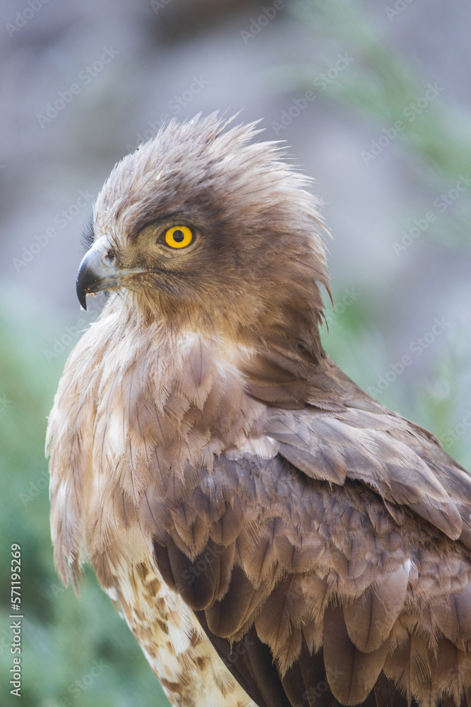 Eagle Close Up Portrait. High quality photo Eagle Close Up Portrait. High quality photo
