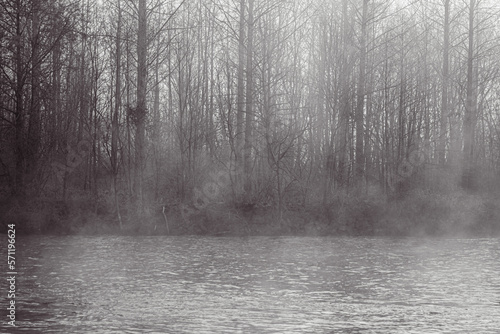 Arbres en bord de Meuse en hiver