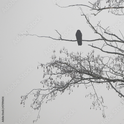 Arbres en bord de Meuse en hiver