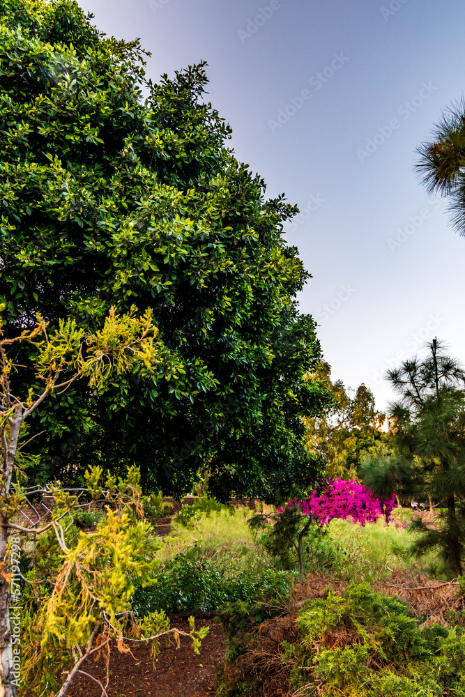 Paisaje en el municipio del Puerto de la Cruz, isla de Tenerife. Paisaje en el municipio del Puerto de la Cruz, isla de Tenerife.