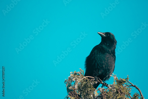 Corneille noire sur une branche