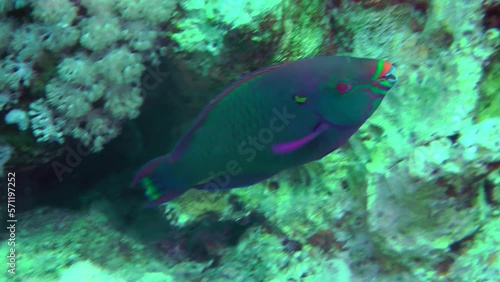A brightly colored male Purple-brown parrotfish (Scarus fuscopurpureus) bites hard corals with powerful teeth in search of food.