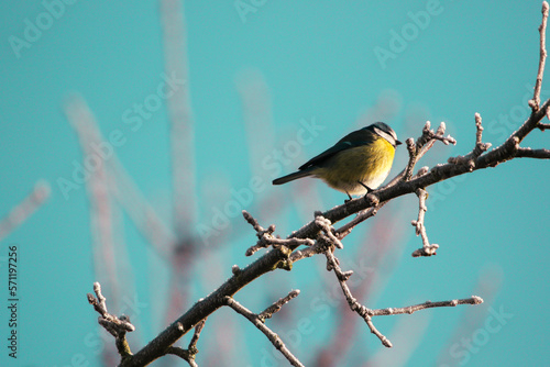 Mésange bleue sur une branche