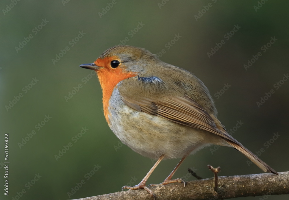 European robin (Erithacus rubecula) on the branch in garden European robin (Erithacus rubecula) on the branch in garden