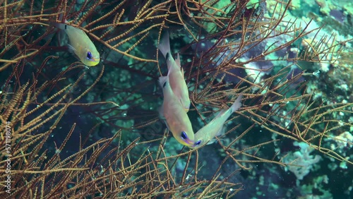 Several Orangelined cardinalfish (Archamia fucata) hiding among the branches of the gorgonian coral, close-up. photo