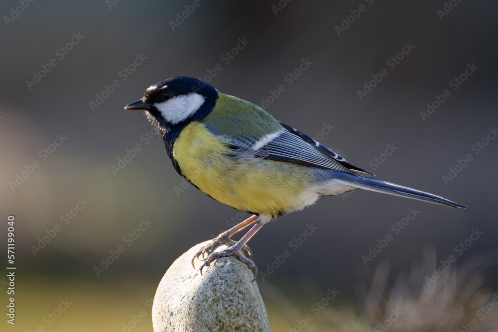 Fototapeta premium Great tit on the stone. Backlight. Moravia. Czechia.