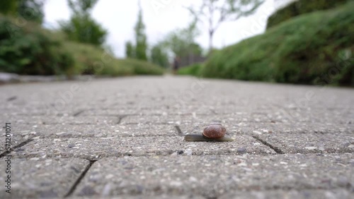 Snail. The snail crawls along the road.