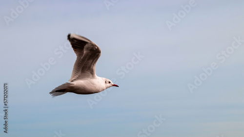 Seagull soaring in the sky close-up.