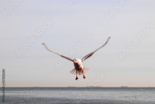 Seagull hovering on the sea with an open beak. Looking for prey.