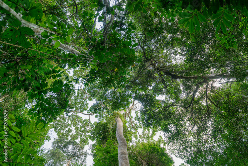 Marantaceae forest interior. Odzala-Kokoua National Park. Cuvette-Ouest Region. Republic of the Congo photo