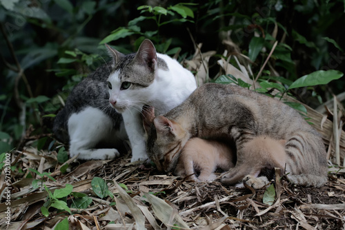 A pair of cats are guarding their three babies from predators. This mammal, which is often used as a pet, has the scientific name Felis catus.