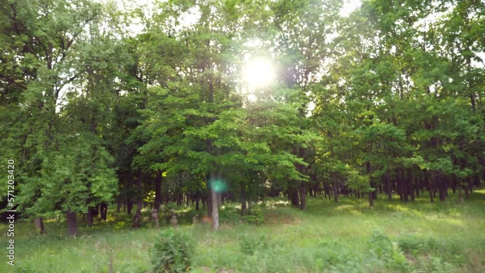 Point of view from the window of moving car on green forest at sunny day. Sunlight breaking through trees at summer day. Beautiful nature at background. Slow motion Side view Close up