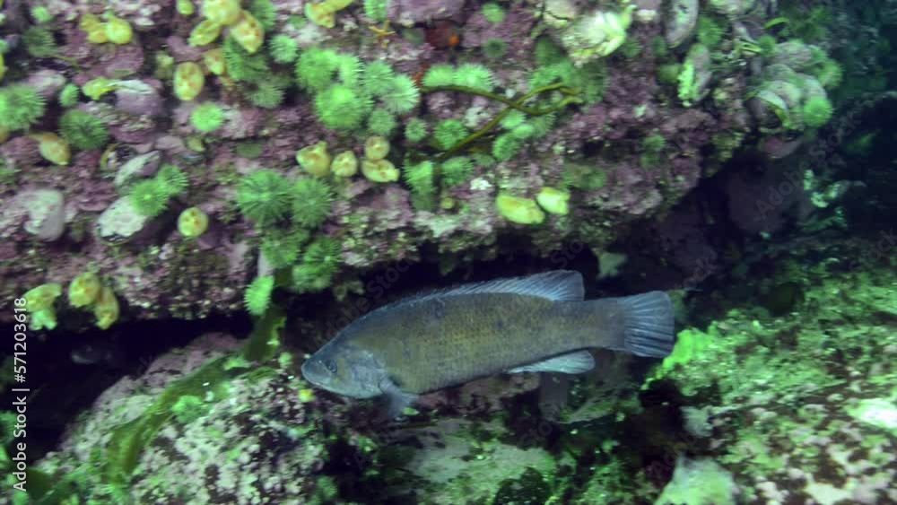 curious fish underwater during a dive in cold water curious fish underwater during a dive in cold water