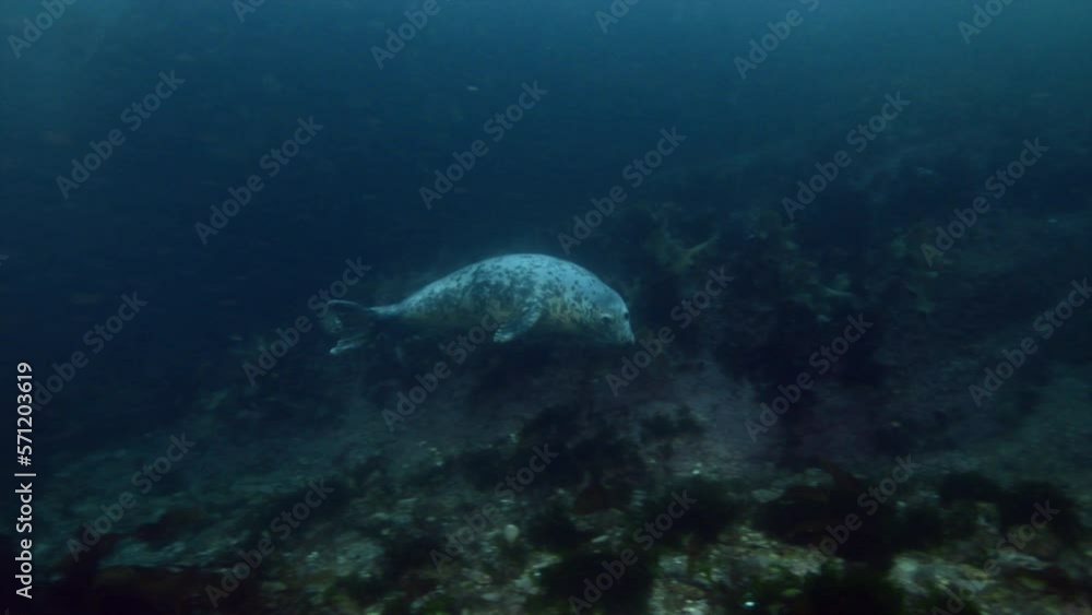 Curious grey seal underwater coming to check us out. Curious grey seal underwater coming to check us out.