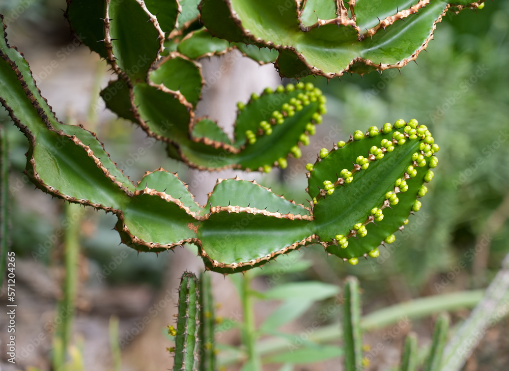 Euphorbia sooperi. Green cactus close-up.
Euphorbia sooperi. Green cactus close-up.