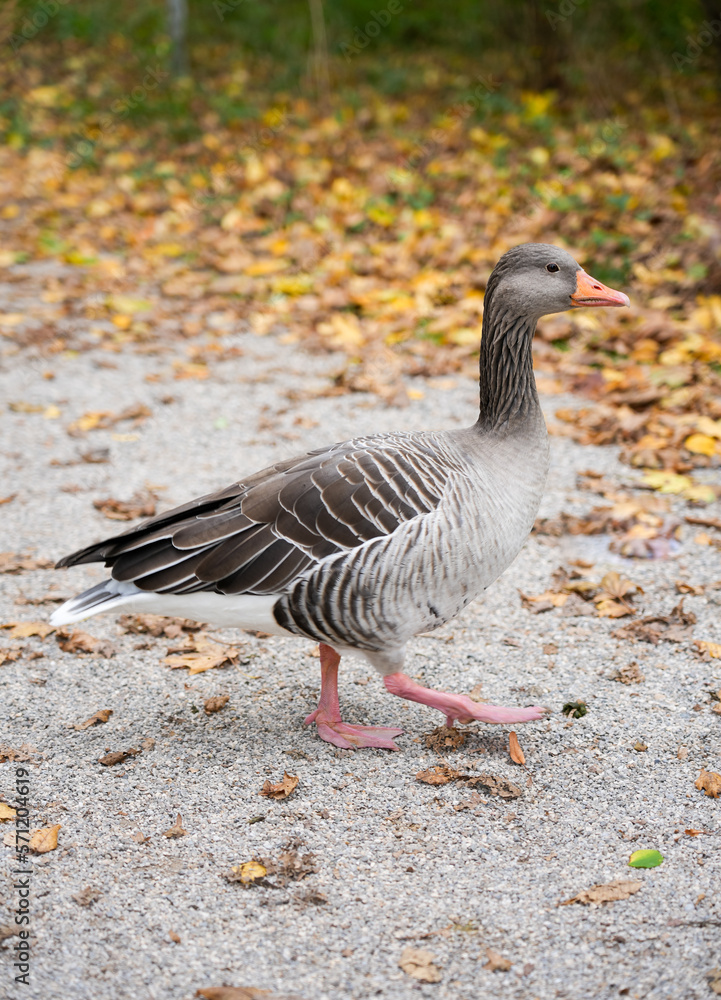 Portrait of a greylag goose in autumn. Wild bird. Anser.
Portrait of a greylag goose in autumn. Wild bird. Anser.