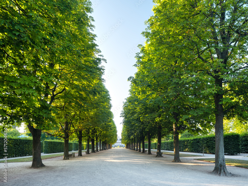 Park with Beautiful Avenue of Horse Chestnut Trees	