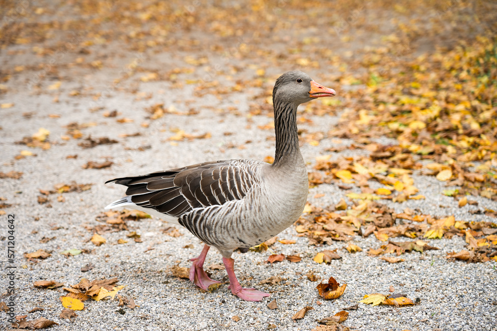 Portrait of a greylag goose in autumn. Wild bird. Anser.
Portrait of a greylag goose in autumn. Wild bird. Anser.