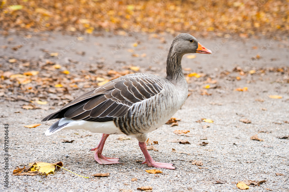 Portrait of a greylag goose in autumn. Wild bird. Anser.
Portrait of a greylag goose in autumn. Wild bird. Anser.