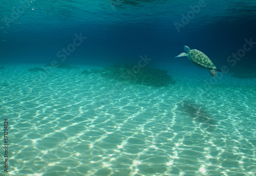 a sea turtle in its natural environment