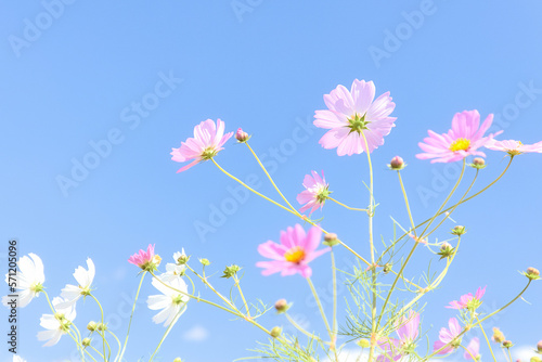 青空に咲くピンクの優しいコスモス © yslab02