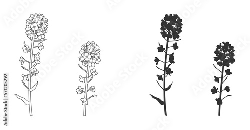 一株の菜の花（線画＆シルエット）

