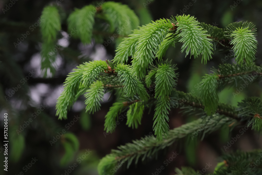 Blooming fir branch. Fresh spruce branch in spring forest. Fir branches with fresh shoots. Young growing fir tree sprouts on branch. Green buds. Natural coniferous background texture. Spring nature. Blooming fir branch. Fresh spruce branch in spring forest. Fir branches with fresh shoots. Young growing fir tree sprouts on branch. Green buds. Natural coniferous background texture. Spring nature.