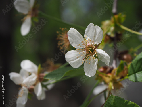 Cherry blossom in spring. Pollens of the fruit flowers.