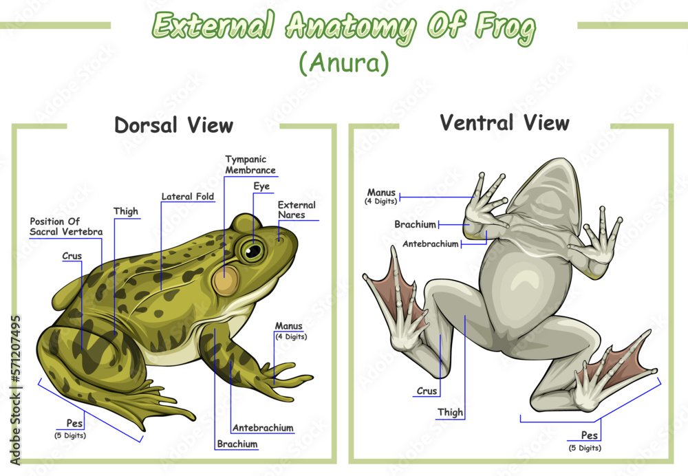 external-anatomy-of-frog-stock-vector-adobe-stock