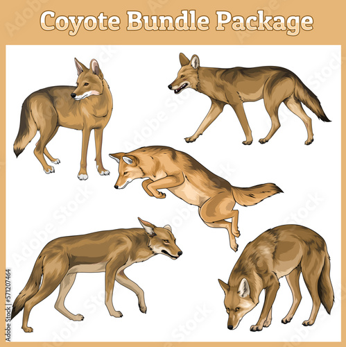 Set of Coyote different poses, Coyote vector illustration Bundle vector illustration