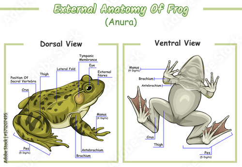 External anatomy of frog