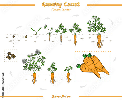 Carrot plant growth stages infographic elements