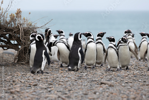 Magellanic penguins at the beach of Cabo Virgenes at kilometer 0 of the famous Ruta40 in southern Argentina, Patagonia, South America 