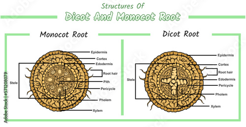 Internal root structure of monocot root and dicot root photo