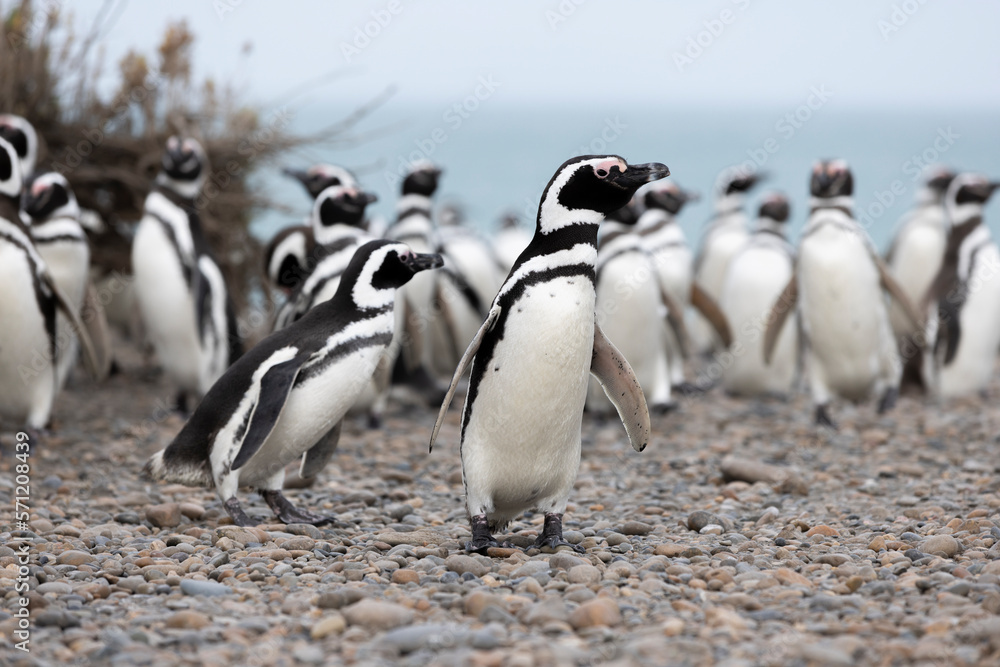 Naklejka premium Magellanic penguins at the beach of Cabo Virgenes at kilometer 0 of the famous Ruta40 in southern Argentina, Patagonia, South America