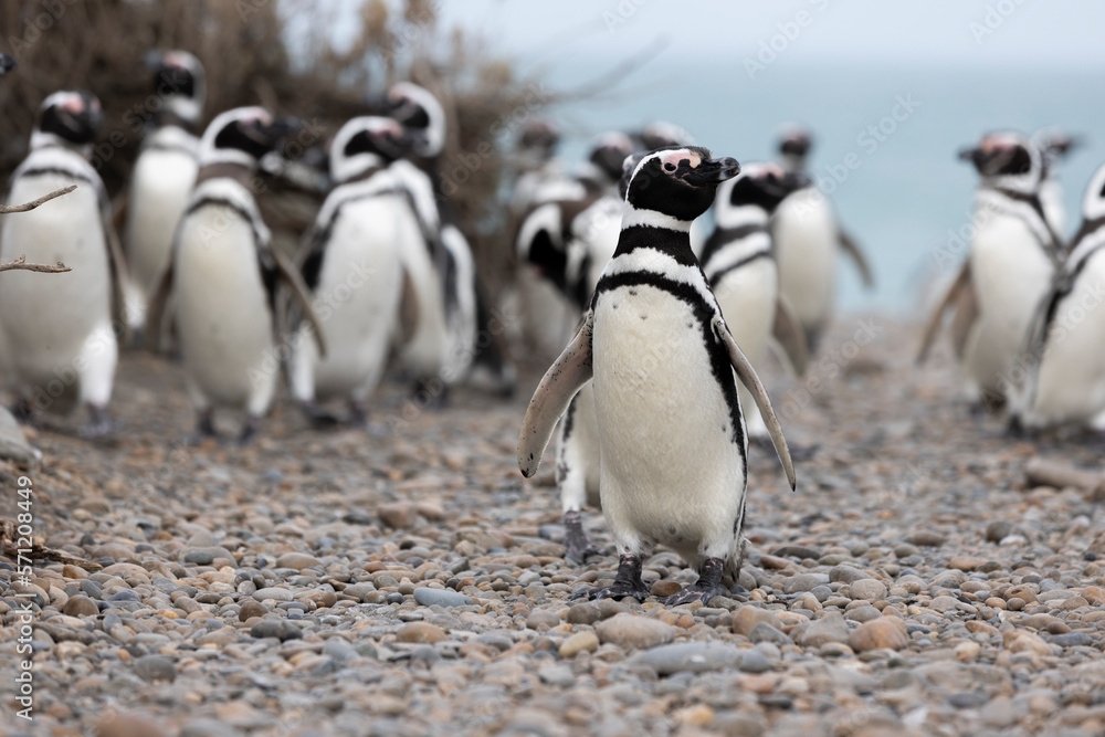 Naklejka premium Magellanic penguins at the beach of Cabo Virgenes at kilometer 0 of the famous Ruta40 in southern Argentina, Patagonia, South America 