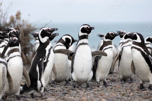 Magellanic penguins at the beach of Cabo Virgenes at kilometer 0 of the famous Ruta40 in southern Argentina, Patagonia, South America 