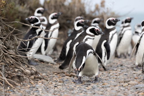 Magellanic penguins at the beach of Cabo Virgenes at kilometer 0 of the famous Ruta40 in southern Argentina, Patagonia, South America 
 photo