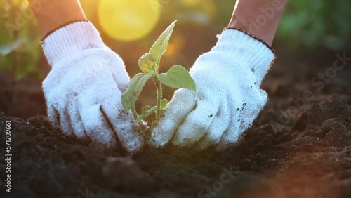 Farmer hand holding leaf of cultivated plant. Hands holding pile of arable soil. Agriculture, gardening or ecology concept.