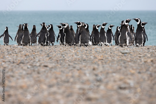 Magellanic penguins at the beach of Cabo Virgenes at kilometer 0 of the famous Ruta40 in southern Argentina  Patagonia  South America  