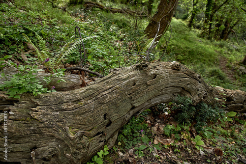 old forest in the Montenegro